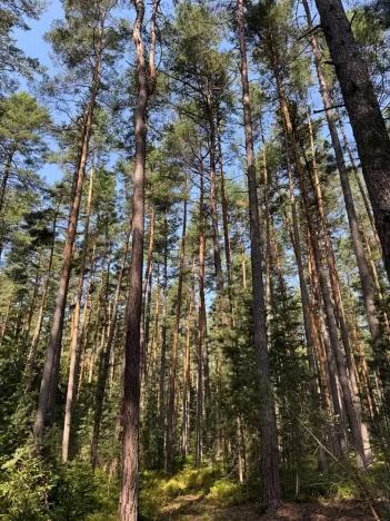 Prodej lesa, Mladošovice, 12064 m2