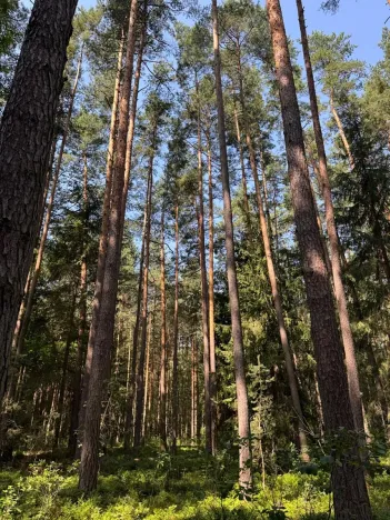 Prodej lesa, Mladošovice, 12064 m2