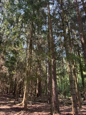 Prodej lesa, Mladošovice, 12064 m2