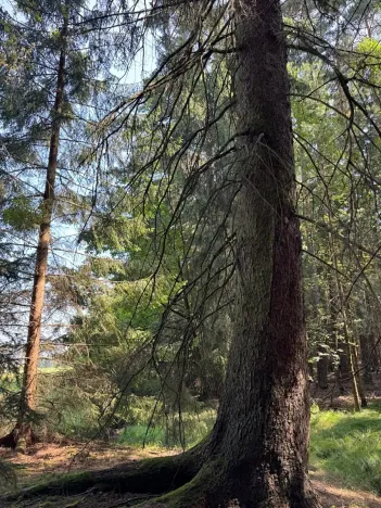 Prodej lesa, Mladošovice, 12064 m2