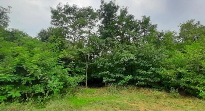 Prodej lesa, Týnec nad Labem, 7501 m2