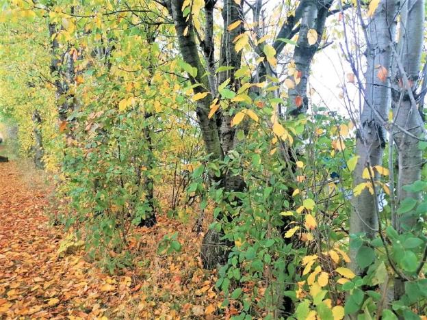 Prodej komerčního pozemku, Měšice, 2035 m2