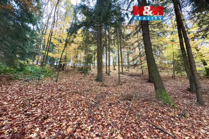 Prodej lesa, Jestřebí, 6855 m2