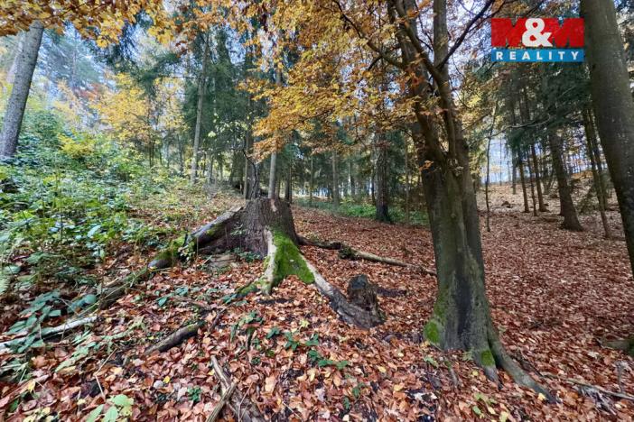 Prodej lesa, Jestřebí, 6855 m2