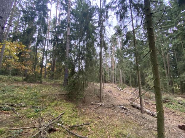 Prodej lesa, Srbice - Těšovice, 3279 m2