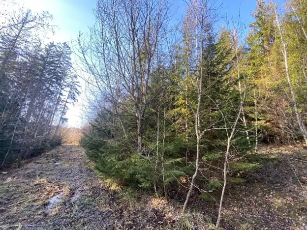 Dražba lesa, Ústí nad Labem, 11769 m2