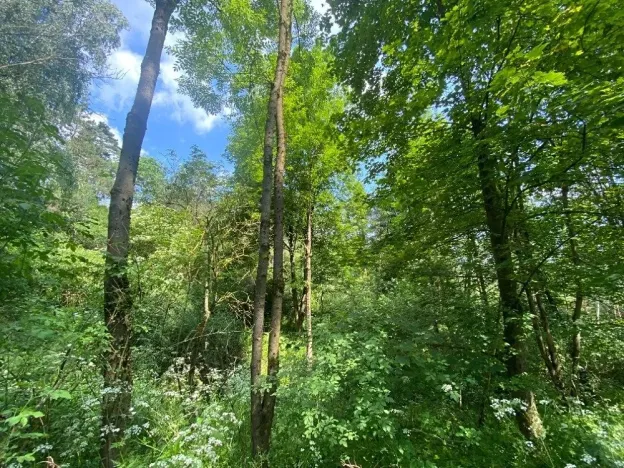 Dražba lesa, Slavičky, 6551 m2