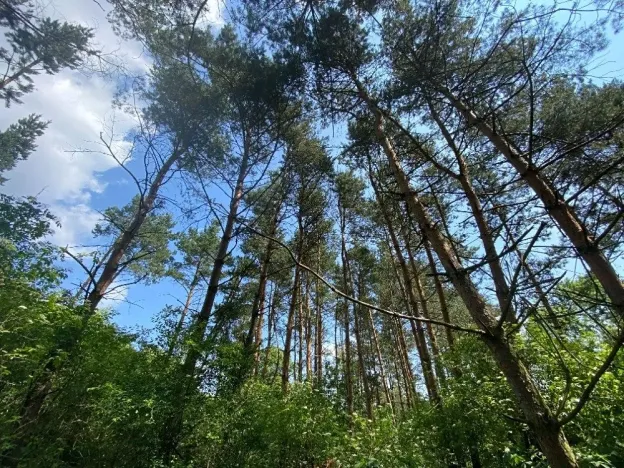 Dražba lesa, Slavičky, 6551 m2