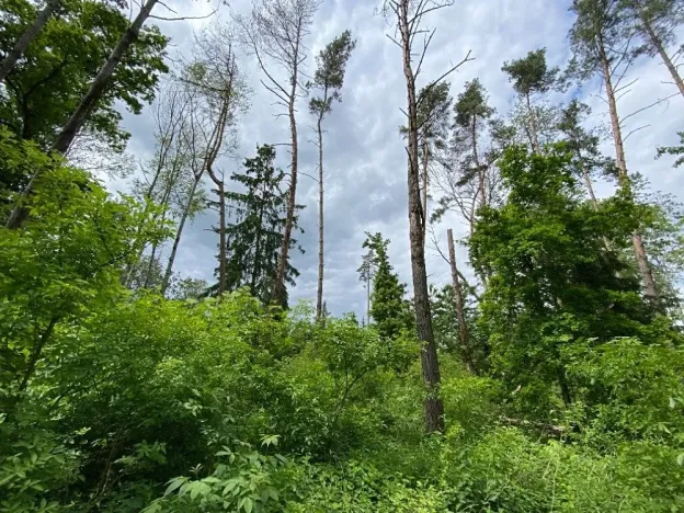 Dražba lesa, Blížejov, 4481 m2