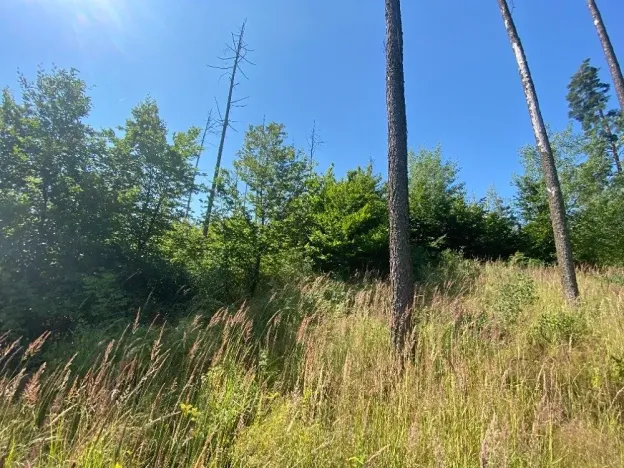 Dražba lesa, Kožichovice, 2269 m2