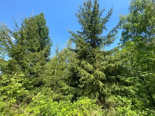 Dražba lesa, Kropáčova Vrutice, 15167 m2