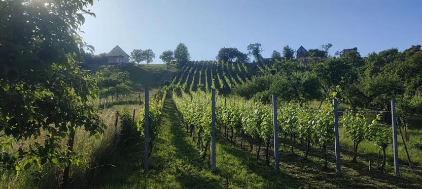 Prodej sadu/vinice, Blučina, 2677 m2