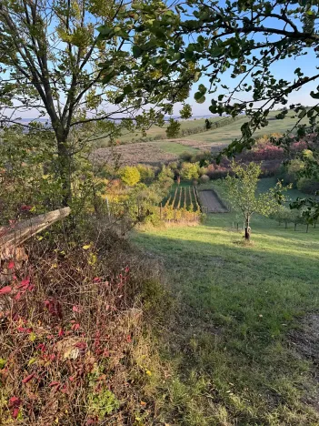 Prodej sadu/vinice, Blučina, 2677 m2