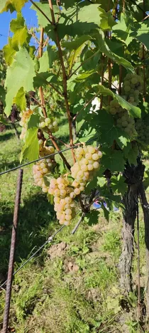 Prodej sadu/vinice, Blučina, 2677 m2