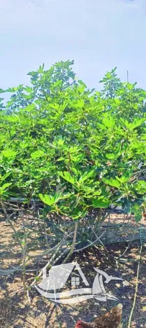 Prodej rodinného domu, Mogilishte, Bulharsko, 170 m2