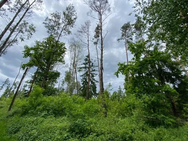 Dražba lesa, Blížejov, 4481 m2