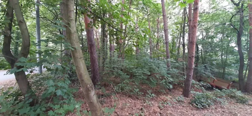 Prodej lesa, Mostkovice, 576 m2