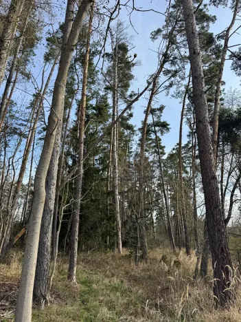 Prodej lesa, Louňovice pod Blaníkem, 4560 m2