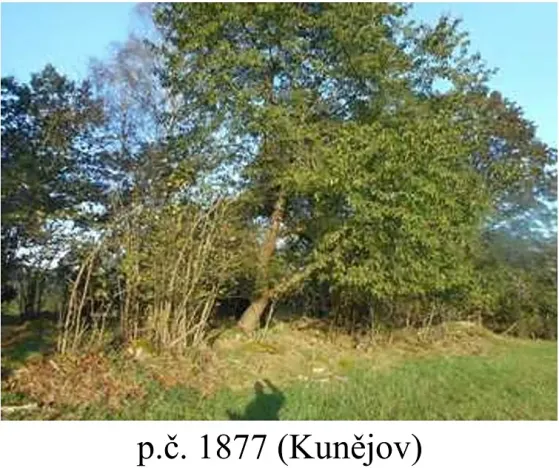 Prodej lesa, Člunek, 1642 m2