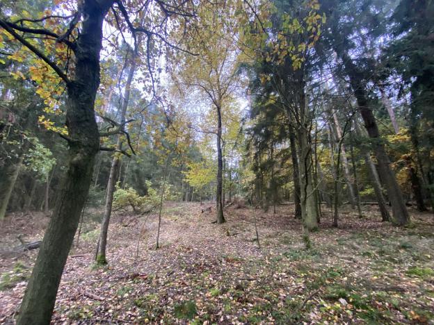 Prodej lesa, Srbice - Těšovice, 3279 m2