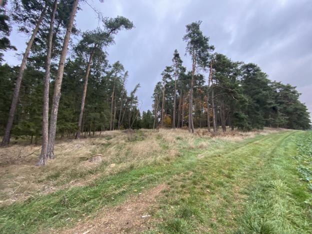 Prodej lesa, Srbice - Těšovice, 3279 m2