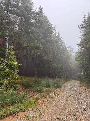 Prodej lesa, Zábrdí, 9676 m2