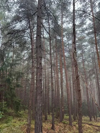 Prodej lesa, Zábrdí, 9676 m2