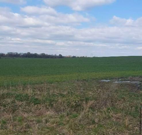 Dražba zahrady, Plzeň, 7558 m2