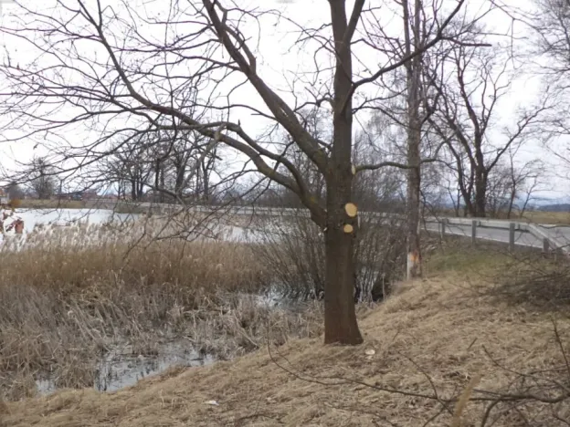 Dražba louky, Dříteň, 1815 m2