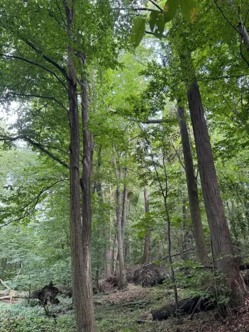 Prodej podílu lesa, Staříč, 16254 m2