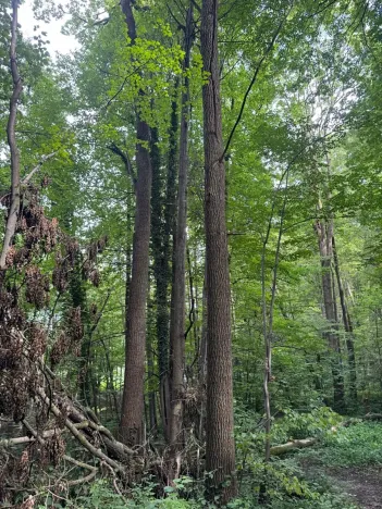 Prodej podílu lesa, Staříč, 16254 m2