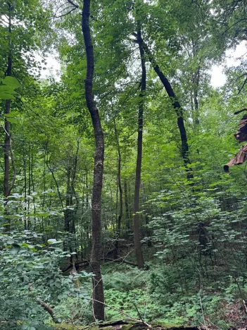 Prodej lesa, Radimovice, 7734 m2