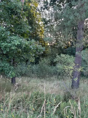 Prodej lesa, Horní Bukovina, 2690 m2