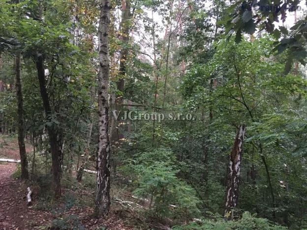 Prodej lesa, Bradlec, 4578 m2