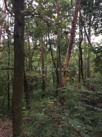 Prodej lesa, Bradlec, 4578 m2