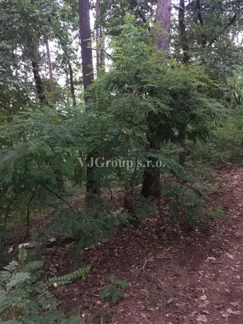 Prodej lesa, Bradlec, 4578 m2