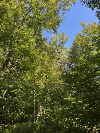 Prodej lesa, Ostrava, 4400 m2