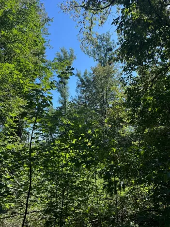 Prodej lesa, Ostrava, 4400 m2