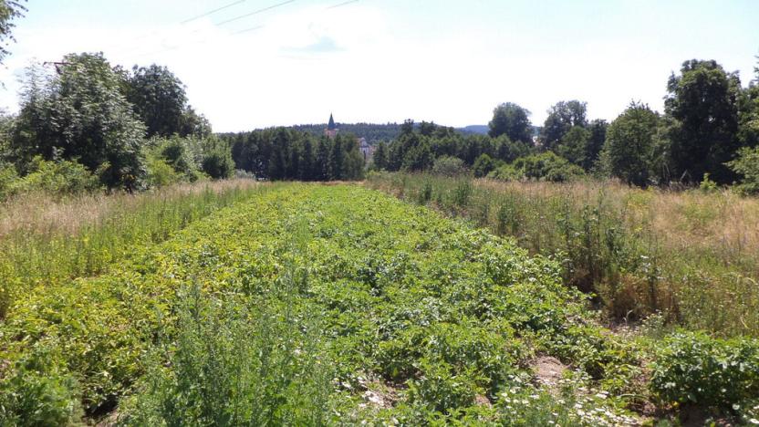 Prodej pozemku, Stráž, 15644 m2