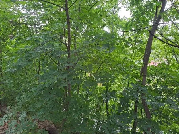 Prodej podílu lesa, Brno, 2145 m2