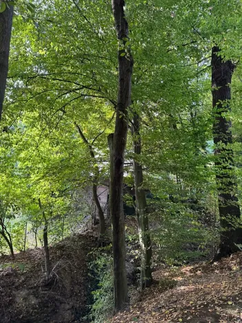 Prodej lesa, Háj ve Slezsku, 4689 m2