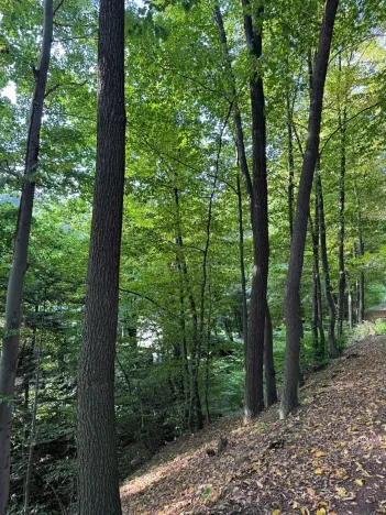 Prodej lesa, Háj ve Slezsku, 4689 m2