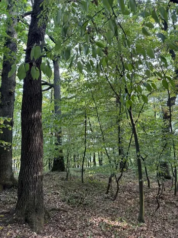 Prodej lesa, Háj ve Slezsku, 4689 m2