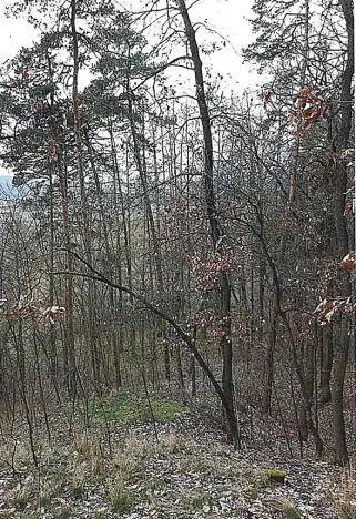 Prodej lesa, Tetčice, 1613 m2