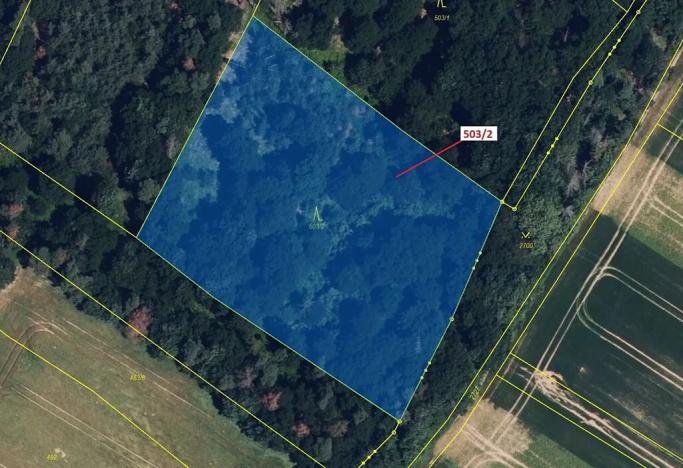 Dražba lesa, Přemyslovice, 6942 m2