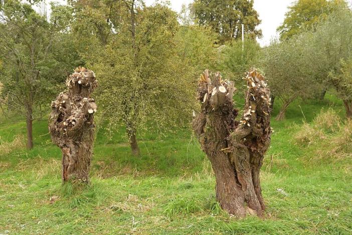 Prodej komerčního pozemku, Heřmaničky, 19000 m2