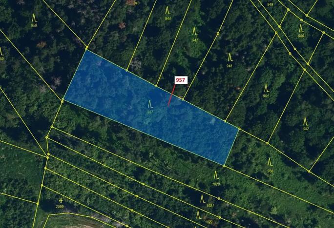 Dražba lesa, Mladoňovice, 2344 m2