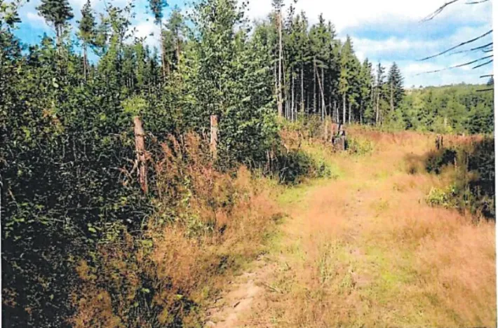 Prodej lesa, Česká Bělá, 6755 m2