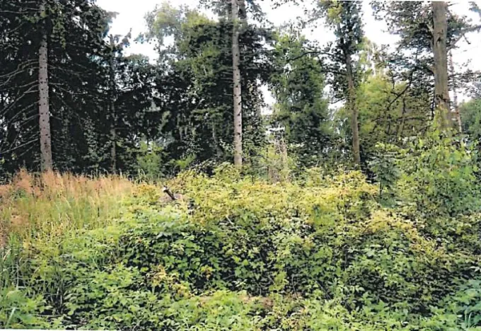 Prodej lesa, Vyskytná nad Jihlavou, 1283 m2