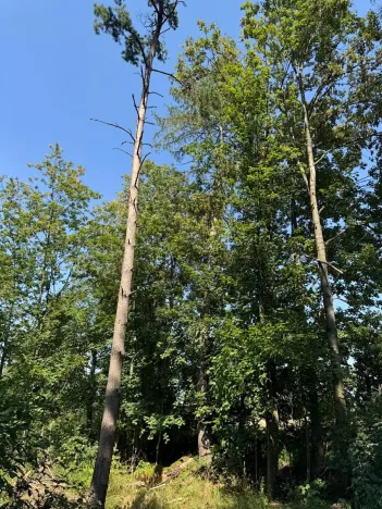 Prodej lesa, Bolehošť, 3558 m2